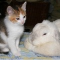 猫とウサギを一緒に飼うときのポイント