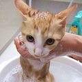 猫のお風呂｜シャンプーを嫌がる猫ちゃんのお風呂の入れ方