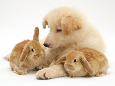 犬とウサギを一緒に飼うときのポイント