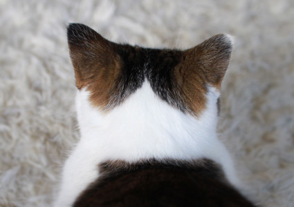 猫の後頭部